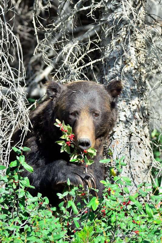 Banff: Guided Nature Walk with Bear Country Safety Tips - From the Parking Lot to the Scenic Trails of Banff