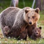 Banff: Lake Louise and Moraine Lake Tour with Pickup & Drop - Starting Point: Convenient Pickup at 135 Beaver St in Downtown Banff