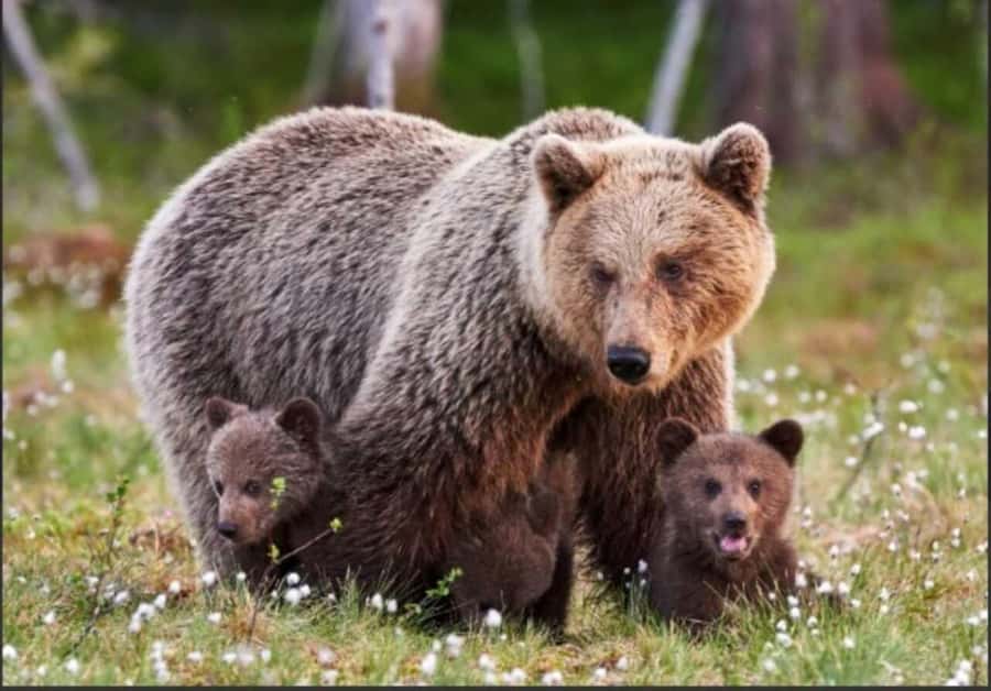 Banff: Lake Louise and Moraine Lake Tour with Pickup & Drop - Starting Point: Convenient Pickup at 135 Beaver St in Downtown Banff