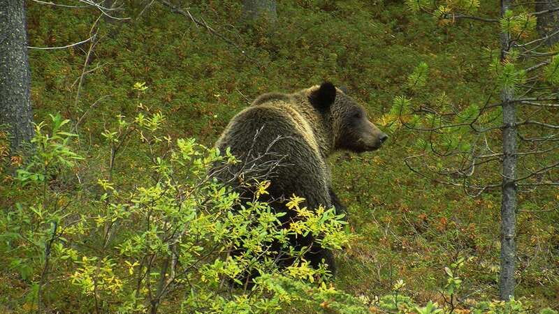 Banff National Park PRIVATE SAFARI and Nature Walk - 3.5H - Pick-Up and Transportation in Comfortable Vehicles