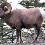 Banff PRIVATE Guided Nature Walk + Transportation - 2.5H - Start at the Cave and Basin: Your Meeting Point for an Authentic Banff Experience