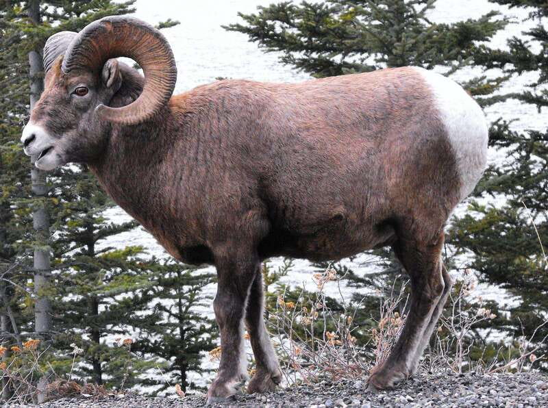 Banff PRIVATE Guided Nature Walk + Transportation - 2.5H - Start at the Cave and Basin: Your Meeting Point for an Authentic Banff Experience