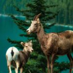 Banff: Private Premium Wildlife Viewing & Sunset Experience - Starting Point and Pickup Details in Banff, Calgary, or Canmore