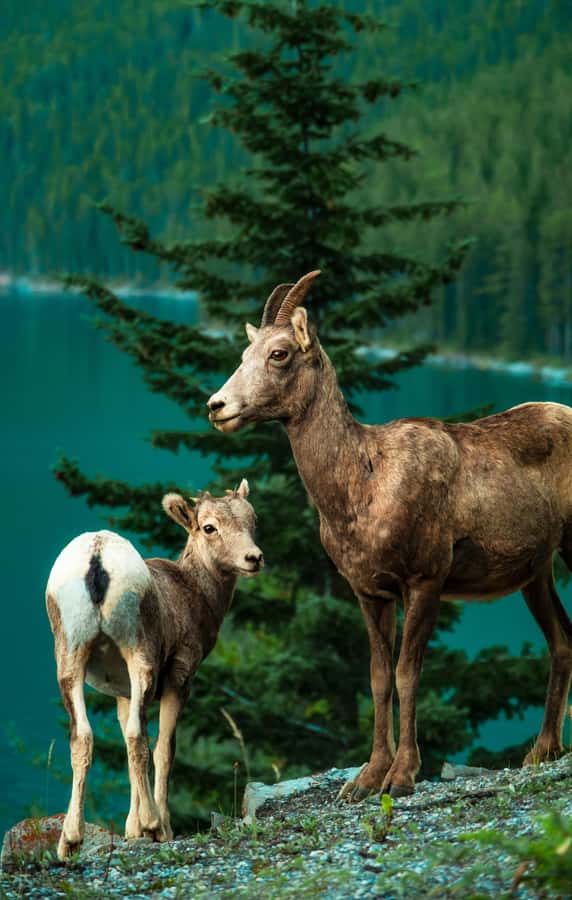 Banff: Private Premium Wildlife Viewing & Sunset Experience - Starting Point and Pickup Details in Banff, Calgary, or Canmore