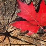 Banff Town: Guided Town Walking Tour with Snack - Exploring Banff’s Streets and Hidden Corners