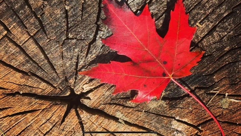 Banff Town: Guided Town Walking Tour with Snack - Exploring Banff’s Streets and Hidden Corners