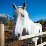 Banff: Wagon Ride with Cowboy Cookout BBQ - The Cowboy Cookout BBQ and Sheltered Lunch Spot