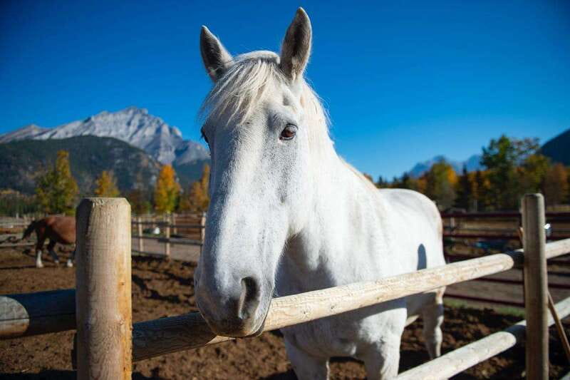 Banff: Wagon Ride with Cowboy Cookout BBQ - The Cowboy Cookout BBQ and Sheltered Lunch Spot