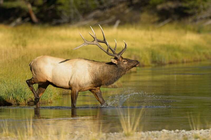 Banff: Wildlife on the Bow | Big Canoe Tour - Starting Point at Banff Canoe Club on Wolf Street and Bow Ave