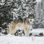 Banff Winter Walk: Including Ice Cleats + Transportation 2.5hrs - What the 2-Hour Guided Wildlife Tracking Walk Entails