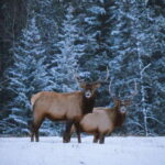 Banff: Winter Wilderness Walk with Wildlife Tracking - 2hrs - Starting Point and Accessibility in Banff