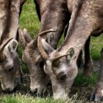 Banff, Yoho, Kootenay and Jasper Private National Parks Tour - Visiting One of Four Iconic Parks