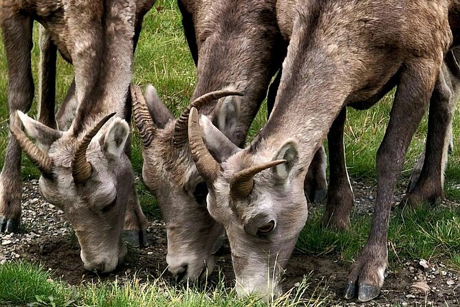 Banff, Yoho, Kootenay and Jasper Private National Parks Tour - Visiting One of Four Iconic Parks
