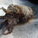 Baptism of diving in the Natural Park of the Strait - What the Theoretical Introduction Covers