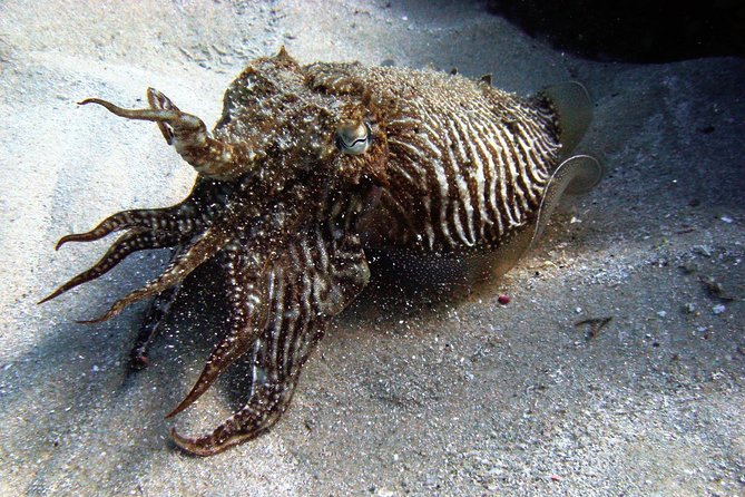 Baptism of diving in the Natural Park of the Strait - What the Theoretical Introduction Covers