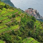 BarCa Winery Cinqueterre Trekking & Wine Tasting & Pesto Class - Pesto Class on a Hillside with Panoramic Views