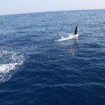 Bari sailing cruise in search of dolphins - Sailing Along Baris Historic Coastline