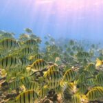 Beach Snorkel - Sea Turtle and Black Sand Lagoon - Starting Point and Meeting Arrangements in Hilo