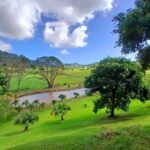 Beach tour and visit to a rum distillery in Le Marin with driver - Swimming at Anse Figuier: A Coconut-Lined Paradise