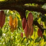 Bean to Bar Chocolate Mini Tasting in Bonn - The Chocolate Selection: Quality and Ethical Focus