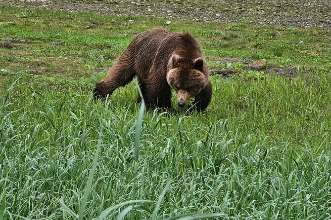 Bear Viewing at Waterfall Creek - Starting Point and Tour Duration in Juneau
