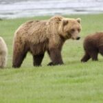 Bear Viewing Tour from Homer, Alaska - How the Tour Begins at Northwind Aviation