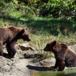 Bears Libearty Sanctuary and Dracula Bran Castle Day Trip - Discovering the Legend of Bran Castle
