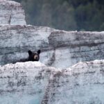 Bears, Trains & Icebergs Tour - Visiting the Alaska Wildlife Conservation Center