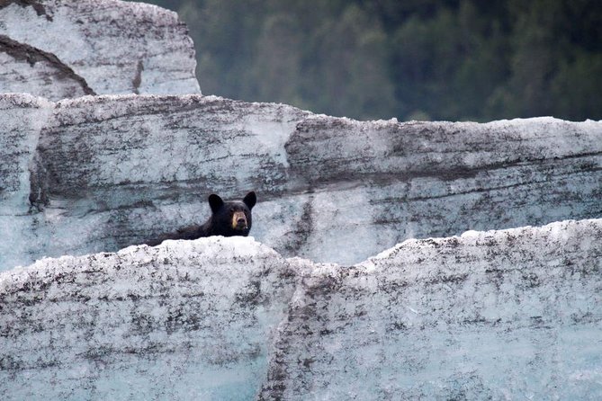 Bears, Trains & Icebergs Tour - Visiting the Alaska Wildlife Conservation Center
