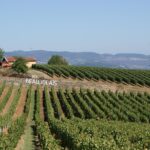 Beaujolais & Perouges Medieval Town (9:00 am to 5:15 pm - Small Group Tour Lyon - Wine Tasting at a Family-Owned Vineyard in Moire