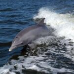 Become a dolphin protector! Lisbon Eco-dolphin watching - The Focus on Environmental Education and Plastic Removal