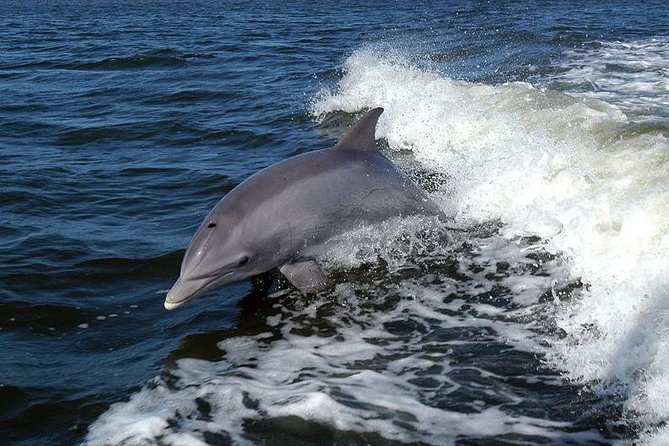 Become a dolphin protector! Lisbon Eco-dolphin watching - The Focus on Environmental Education and Plastic Removal