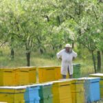 Bees in Romania - Private Beekeeping Lesson and Local Lunch - Visiting a Thriving Apiary in Romanias Countryside
