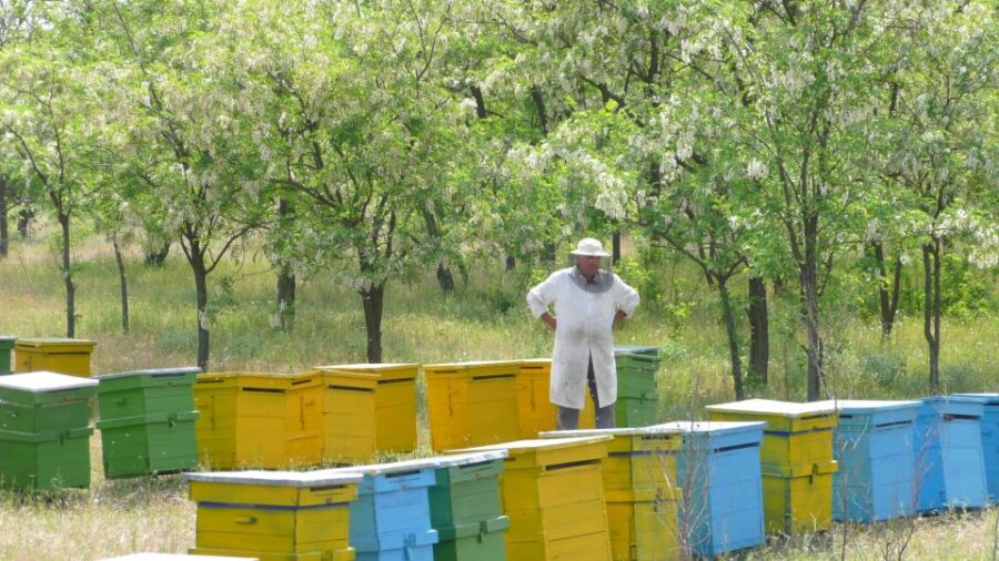 Bees in Romania - Private Beekeeping Lesson and Local Lunch - Visiting a Thriving Apiary in Romanias Countryside