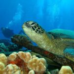 Beginner Scuba Dive in Lahaina: Swimming Required - The Role of Expert Guides and Small Group Sizes