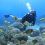 Beginner Scuba Experience with Video Package in Honolulu - The Location: Magic Island Lagoon Near Waikiki