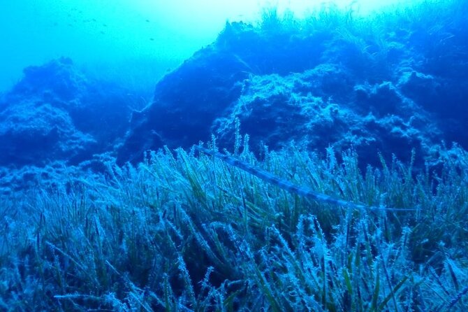 Beginners Discover Scuba Diving By Boat, Best Spot In Cyprus - All Equipment Provided for a Seamless Experience