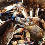 Behind the Scenes of Shem Creek Shrimp Walking Tour - From the Historic Structures to Cultural Significance