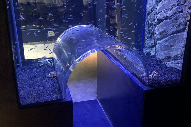 Beluga and Puffin Sanctuary Visitor Centre with Aquarium - The Puffin Hospital and Its Conservation Role