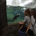 Bend: High Desert Museum Entry Ticket - What to Expect During Your Visit
