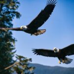 Bering Sea Crab Fisherman's Tour from Ketchikan - Starting Point and How to Find the Aleutian Ballad in Ketchikan