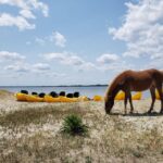 Berlin: Assateague Island Wildlife Discovery Kayak Tour - Starting Point at Assateague Outfitters Bayside Rental Stand