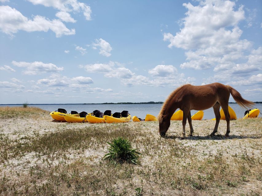 Berlin: Assateague Island Wildlife Discovery Kayak Tour - Starting Point at Assateague Outfitters Bayside Rental Stand