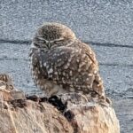 Best of Death Valley Small Group Day Tour from Las Vegas - Walking Through the Iconic Death Valley Landscape