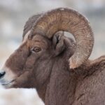 Best of Jackson Hole Wildlife Private Safari Tour - Starting at the National Elk Refuge with an Educational Focus