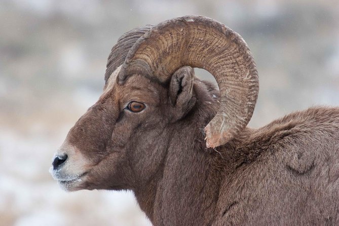 Best of Jackson Hole Wildlife Private Safari Tour - Starting at the National Elk Refuge with an Educational Focus