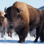 Best of Jackson Hole Wildlife Safari Tour - The Stops: Wildlife and Scenic Highlights