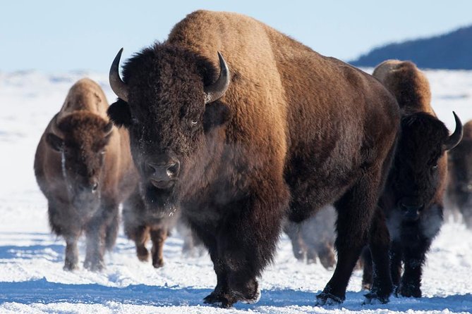 Best of Jackson Hole Wildlife Safari Tour - The Stops: Wildlife and Scenic Highlights