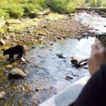 Best of Kananaskis PRIVATE SAFARI Tour + Custom Nature Walk - Convenient Pickup and Hassle-Free Experience