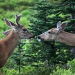 Best of Mount Rainier National Park from Seattle: All-Inclusive Small-Group Tour - The Guided Hiking and Snowshoeing Experience